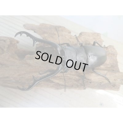 画像2: ☆新成虫☆ギラファノコギリクワガタ（亜種ケイスケ）♂99ミリ♀48ミリペア販売！！