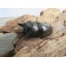 画像2: ☆最高峰☆フルストルファーオウゴンオニクワガタ♂43ミリ♀43ミリペア販売！！ (2)