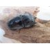 画像4: ☆最高峰☆フルストルファーオウゴンオニクワガタ♂43ミリ♀43ミリペア販売！！ (4)