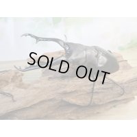 ☆新成虫☆ギラファノコギリクワガタ（亜種ケイスケ）♂104ミリ♀53ミリペア販売！！