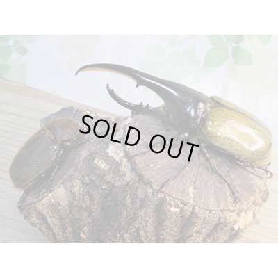 画像5: ☆新成虫☆D.H.ヘラクレス♂147ミリ♀68ミリペア販売！！