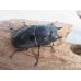 画像4: ☆最高峰☆フルストルファーオウゴンオニクワガタ♂41ミリ♀40ミリペア販売！！ (4)