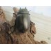 画像3: ☆最高峰☆フルストルファーオウゴンオニクワガタ♂41ミリ♀40ミリペア販売！！ (3)