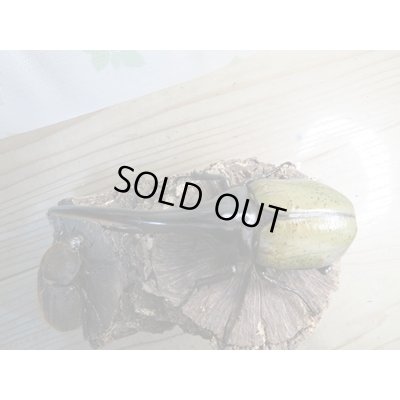 画像2: ☆新成虫☆D.H.ヘラクレス♂147ミリ♀68ミリペア販売！！