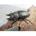 画像1: ☆最高峰☆フルストルファーオウゴンオニクワガタ♂41ミリ♀40ミリペア販売！！ (1)