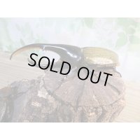 ☆新成虫☆D.H.ヘラクレス♂147ミリ♀68ミリペア販売！！
