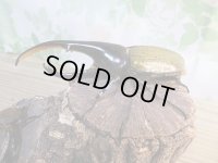 ☆新成虫☆D.H.ヘラクレス♂147ミリ♀68ミリペア販売！！