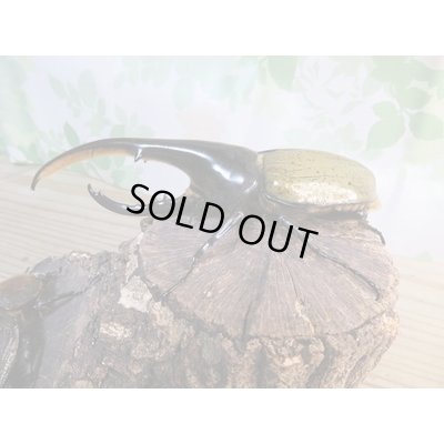 画像1: ☆新成虫☆D.H.ヘラクレス♂147ミリ♀68ミリペア販売！！