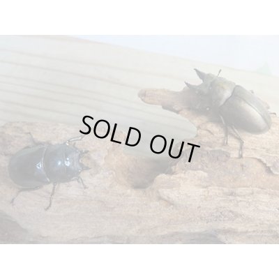 画像5: ☆最高峰☆フルストルファーオウゴンオニクワガタ♂41ミリ♀40ミリペア販売！！