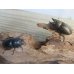 画像5: ☆最高峰☆フルストルファーオウゴンオニクワガタ♂41ミリ♀40ミリペア販売！！ (5)