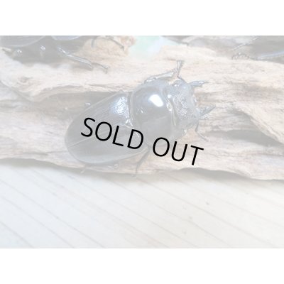 画像5: ☆新成虫☆国産オオクワガタ(久留米産)♂84ミリ♀53ミリペア+53ミリ計3頭トリオ販売!!