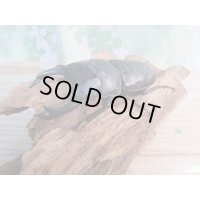 ☆新成虫☆国産オオクワガタ（久留米産）♂84ミリ♀53ミリペア＋53ミリ計3頭トリオ販売！！