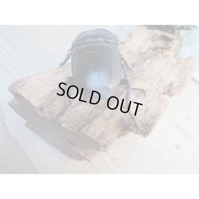 画像3: ☆新成虫☆国産オオクワガタ（久留米産）♂82ミリ♀54ミリペア＋53ミリ計3頭トリオ販売！！