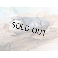 ☆新成虫☆国産オオクワガタ（久留米産）♂81ミリ♀53ミリペア＋52ミリ計3頭トリオ販売！！