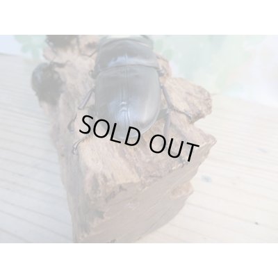 画像3: ☆新成虫☆国産オオクワガタ(久留米産)♂84ミリ♀53ミリペア+53ミリ計3頭トリオ販売!!