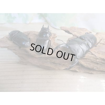 画像6: ☆新成虫☆国産オオクワガタ（久留米産）♂82ミリ♀54ミリペア＋53ミリ計3頭トリオ販売！！