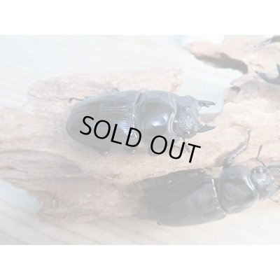 画像4: ☆新成虫☆国産オオクワガタ(久留米産)♂84ミリ♀53ミリペア+53ミリ計3頭トリオ販売!!