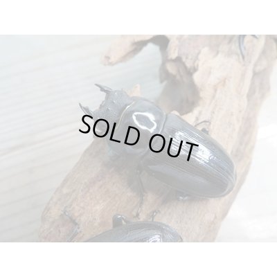 画像5: ☆新成虫☆国産オオクワガタ（久留米産）♂82ミリ♀54ミリペア＋53ミリ計3頭トリオ販売！！