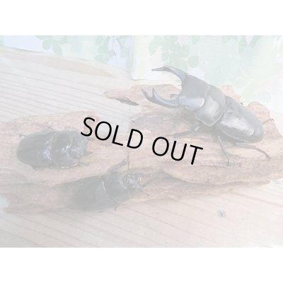画像6: ☆新成虫☆国産オオクワガタ(久留米産)♂84ミリ♀53ミリペア+53ミリ計3頭トリオ販売!!