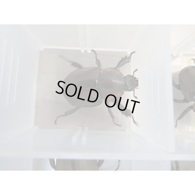 画像5: ☆大人気種☆ヨツボシヒナカブト♂35ミリ〜42ミリ♀フリーサイズペア販売!!