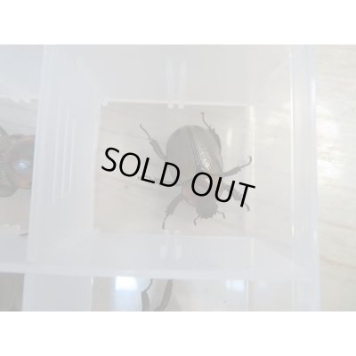 画像4: ☆大人気種☆ヨツボシヒナカブト♂35ミリ〜42ミリ♀フリーサイズペア販売!!