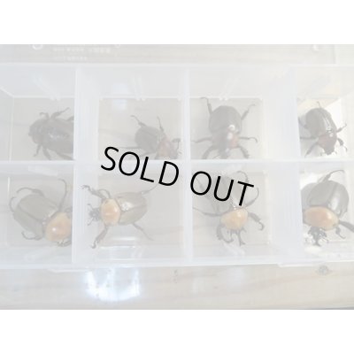 画像7: ☆大人気種☆ヨツボシヒナカブト♂35ミリ〜42ミリ♀フリーサイズペア販売!!