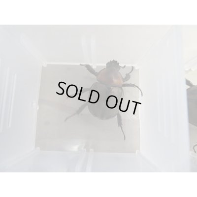 画像6: ☆大人気種☆ヨツボシヒナカブト♂35ミリ〜42ミリ♀フリーサイズペア販売!!