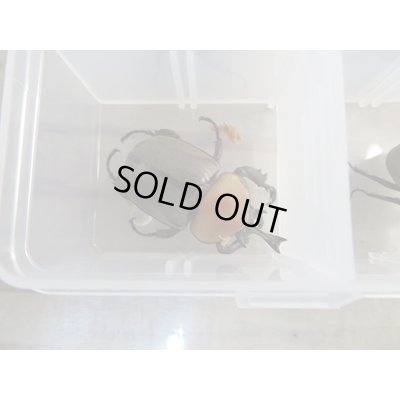 画像3: ☆大人気種☆ヨツボシヒナカブト♂35ミリ〜42ミリ♀フリーサイズペア販売!!