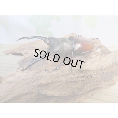 画像1: ☆大型新成虫☆ツカモトフタマタクワガタ♂82ミリ♀41ミリペア販売！！
