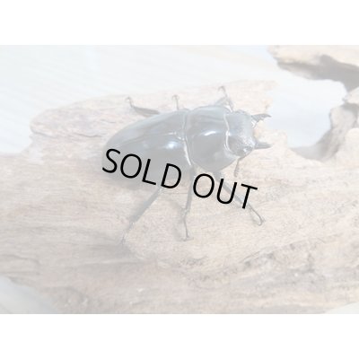 画像4: ☆大型新成虫☆ツカモトフタマタクワガタ♂82ミリ♀41ミリペア販売！！