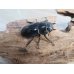 画像4: ☆大型新成虫☆ツカモトフタマタクワガタ♂82ミリ♀41ミリペア販売！！ (4)