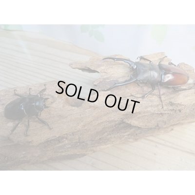 画像5: ☆大型新成虫☆ツカモトフタマタクワガタ♂82ミリ♀41ミリペア販売！！