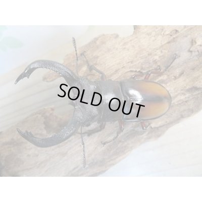 画像2: ☆新成虫☆パリーフタマタクワガタ(亜種エロンガトゥス)♂78ミリ♀45ミリペアペア販売!!