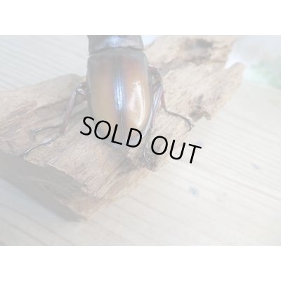 画像3: ☆新成虫☆パリーフタマタクワガタ(亜種エロンガトゥス)♂78ミリ♀45ミリペアペア販売!!