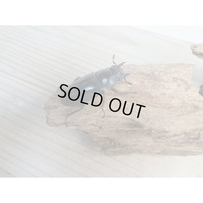 画像4: ☆新成虫☆パリーフタマタクワガタ(亜種エロンガトゥス)♂78ミリ♀45ミリペアペア販売!!