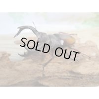 ☆新成虫☆パリーフタマタクワガタ(亜種エロンガトゥス)♂78ミリ♀45ミリペアペア販売！！