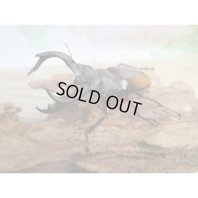 画像1: ☆新成虫☆パリーフタマタクワガタ(亜種エロンガトゥス)♂78ミリ♀45ミリペアペア販売!!