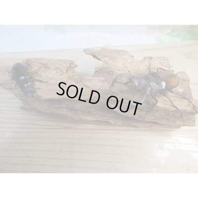 画像5: ☆新成虫☆パリーフタマタクワガタ(亜種エロンガトゥス)♂78ミリ♀45ミリペアペア販売!!