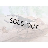 くろねこチャンネルから入荷☆新成虫☆ブルマイスターツヤクワガタ（長歯）♂95ミリ♀54ミリ1ペア限定販売！！