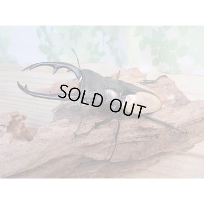 画像1: くろねこチャンネルから入荷☆新成虫☆ブルマイスターツヤクワガタ（長歯）♂95ミリ♀54ミリ1ペア限定販売！！