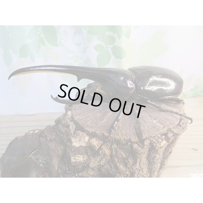 画像1: ☆新成虫☆D.H.ヘラクレス♂145ミリ♀68ミリペア販売！！