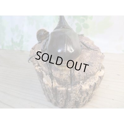 画像3: ☆新成虫☆D.H.ヘラクレス♂138ミリ♀65ミリペア販売！！