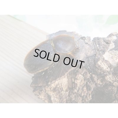 画像4: ☆新成虫☆D.H.ヘラクレス♂145ミリ♀68ミリペア販売！！