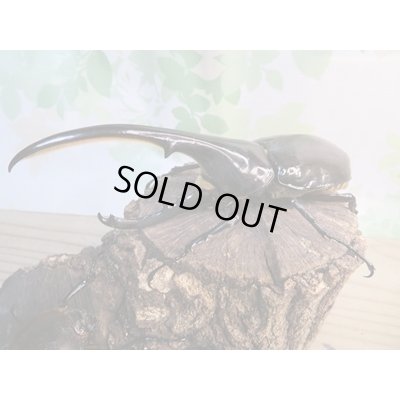 画像1: ☆新成虫☆D.H.ヘラクレス♂138ミリ♀65ミリペア販売！！