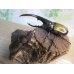 画像5: ☆新成虫☆D.H.ヘラクレス♂137ミリ♀64ミリペア販売！！ (5)