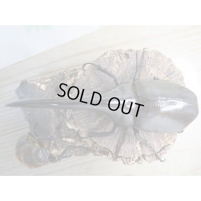 画像2: ☆新成虫☆D.H.ヘラクレス♂138ミリ♀65ミリペア販売！！