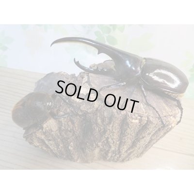 画像5: ☆新成虫☆D.H.ヘラクレス♂138ミリ♀65ミリペア販売！！