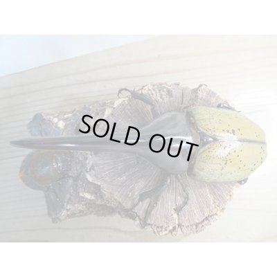 画像2: ☆新成虫☆D.H.ヘラクレス♂139ミリ♀66ミリペア販売！！