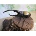 画像1: ☆新成虫☆D.H.ヘラクレス♂137ミリ♀64ミリペア販売！！ (1)