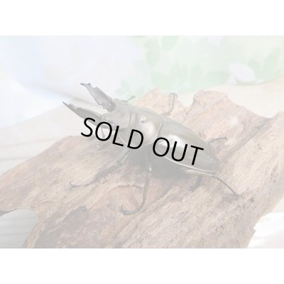 画像1: ☆新成虫☆ババオウゴンオニクワガタ♂57ミリ♀44ミリペア販売！！